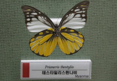 예천 곤충박물관-나비 10