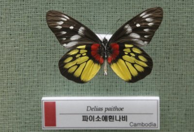 예천 곤충박물관-나비 11