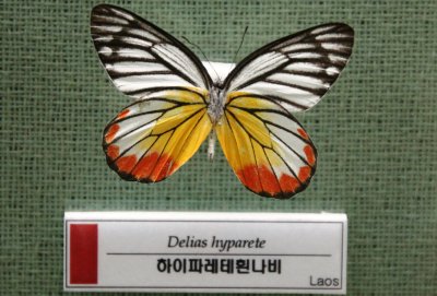 예천 곤충박물관-나비 12