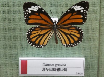 예천 곤충박물관-나비 04