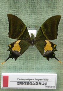 예천 곤충박물관-나비 10