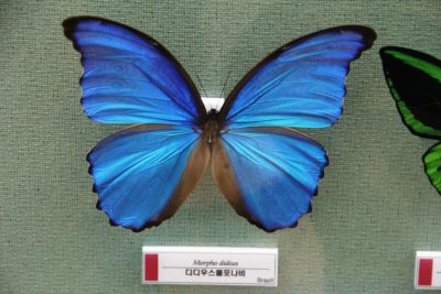 예천 곤충박물관-나비 13