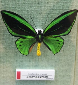 예천 곤충박물관-나비 14