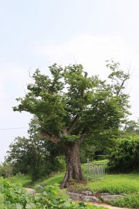 여주 송촌리 느티나무 10