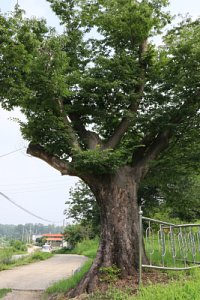 여주 송촌리 느티나무 11