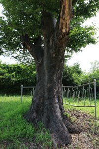 여주 송촌리 느티나무 12