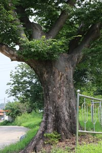 여주 송촌리 느티나무 13