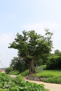 여주 송촌리 느티나무 14