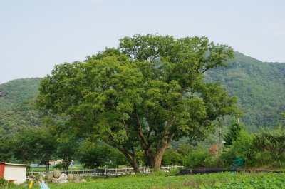 여주 백자리 느티나무 11