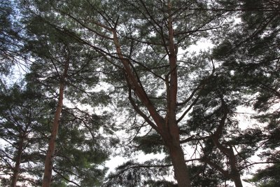 명천 소나무숲 14