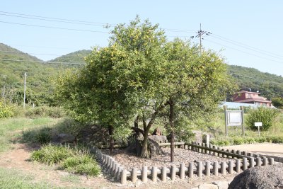 강화 사기리 탱자나무 (천연기념물 제79호) 05
