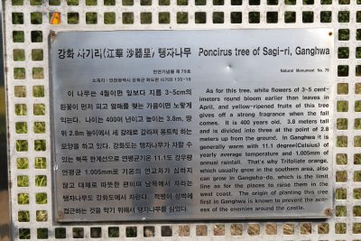 강화 사기리 탱자나무 (천연기념물 제79호) 11