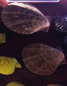 화진포 해양박물관 11