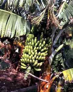 푸에르토 데라 크루즈 바나나 나무 05
