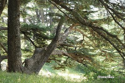 레바논의 삼나무 02