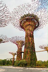 싱가포르 만의 정원 10