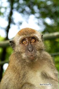 부킷 티마 자연 보호구역의 원숭이 10