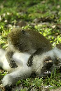 부킷 티마 자연 보호구역의 원숭이 13