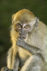 부킷 티마 자연 보호구역의 원숭이 14