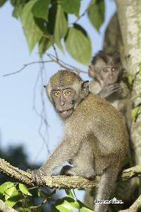 부킷 티마 자연 보호구역의 원숭이 15