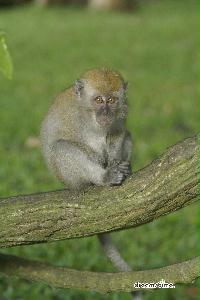 부킷 티마 자연 보호구역의 원숭이 12