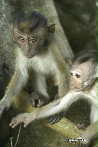 부킷 티마 자연 보호구역의 원숭이 11