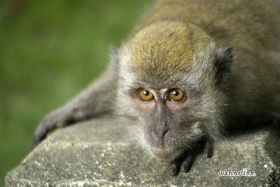부킷 티마 자연 보호구역의 원숭이 09