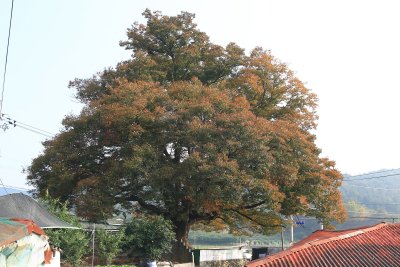안동마을 느티나무 10