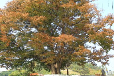 안동마을 느티나무 15