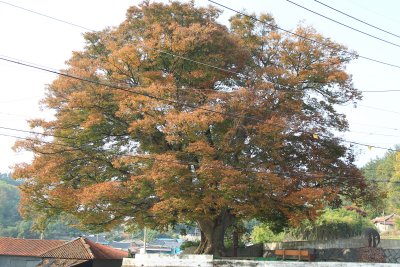 안동마을 느티나무 16