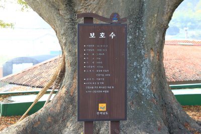 안동마을 느티나무 18
