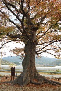 관하마을 느티나무 16