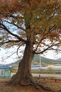 관하마을 느티나무 18