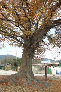 관하마을 느티나무 19