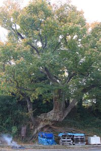 관중마을 느티나무 19