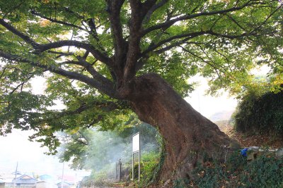 관중마을 느티나무 15