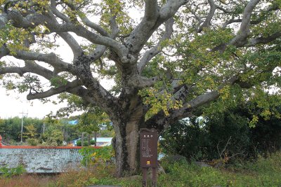 동봉마을 팽나무 11