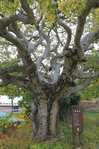 동봉마을 팽나무 19