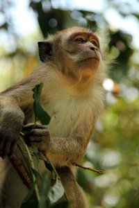 Long-tailed Macaque 06