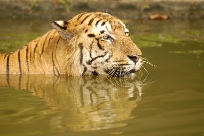 Sumatran tiger 08