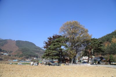 정선 유천리 소나무 09