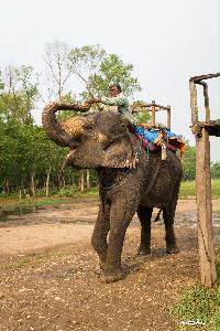 치트완의 코끼리 사파리 여행 09