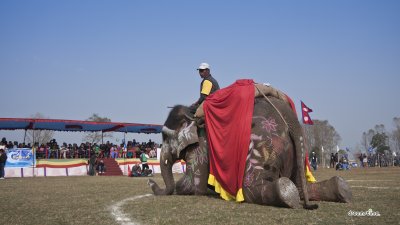 2013 치트완 코끼리 축제 01