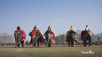 2013 치트완 코끼리 축제 03