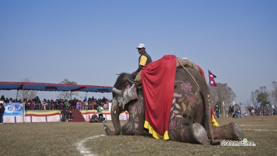 2013 치트완 코끼리 축제 06