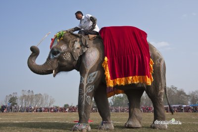 2013 치트완 코끼리 축제 08