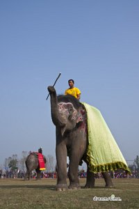 2013 치트완 코끼리 축제 10