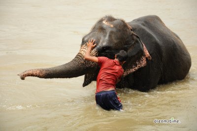 치트완 국립공원 코끼리 목욕 05