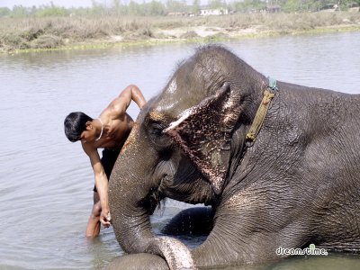치트완 국립공원 코끼리 목욕 07