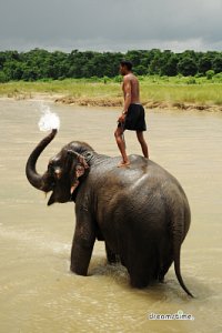 치트완 국립공원 코끼리 목욕 09